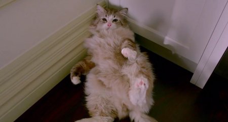 Девять жизней (2016)