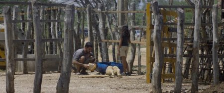 Неоновый вол (2015)