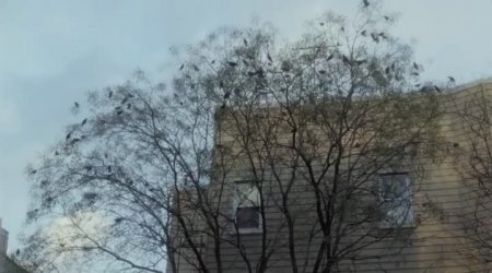 Рождество, опять (2017)