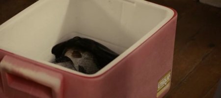 Пять ночей в Мэне (2015)